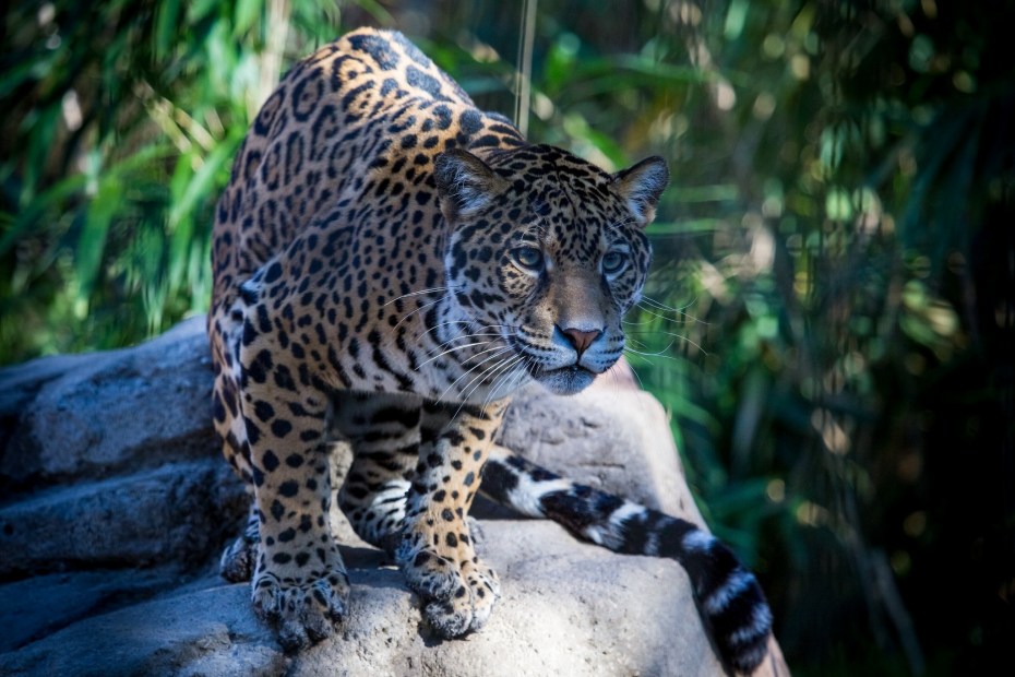 Ягуар Wild