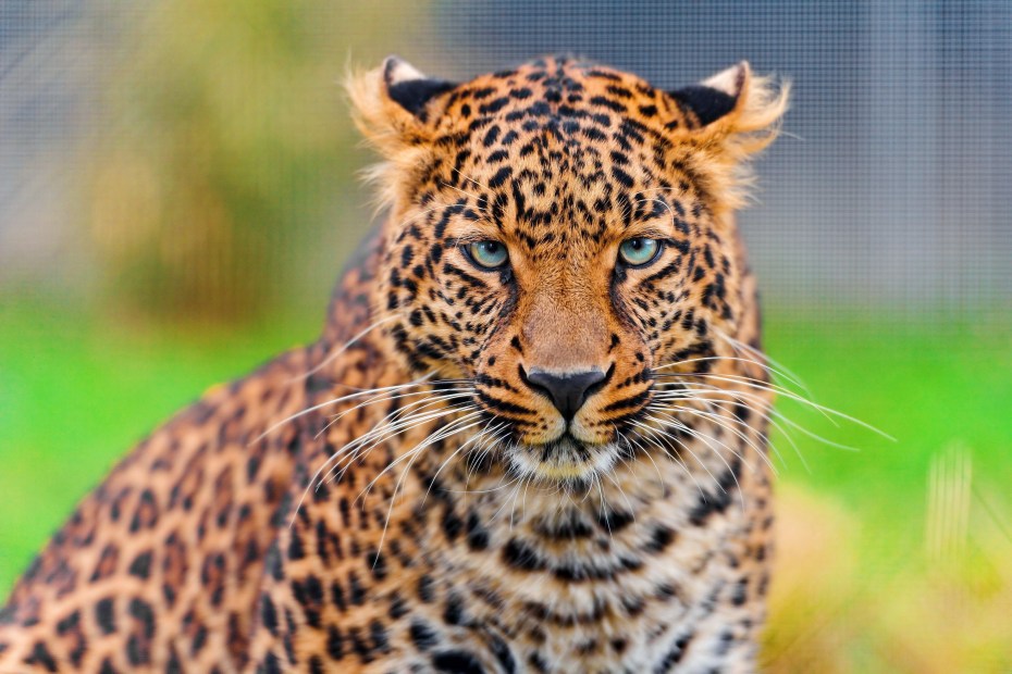 Леопард Panthera pardus