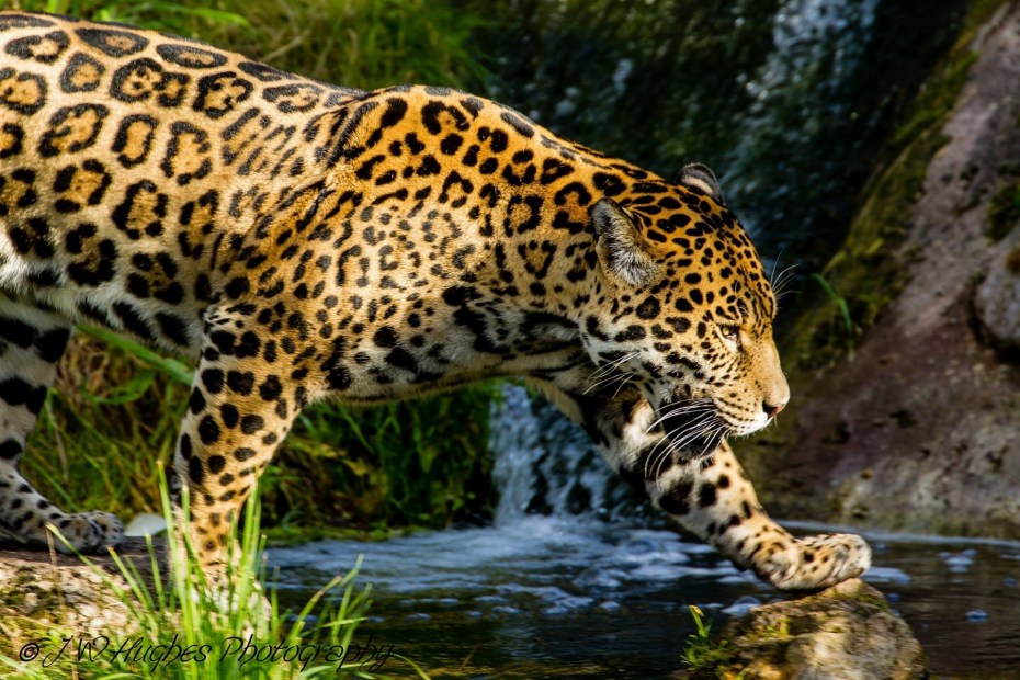 Ягуар животное фото