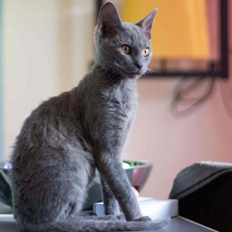Британский рекс кошка