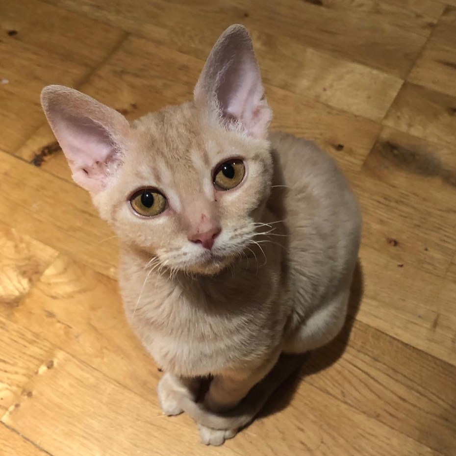 Прусский рекс кошка