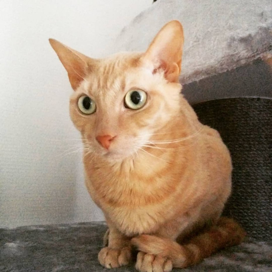 Корниш рекс на белом фоне