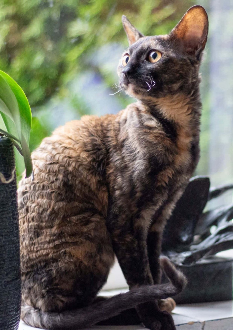 Немецкая кошка фото