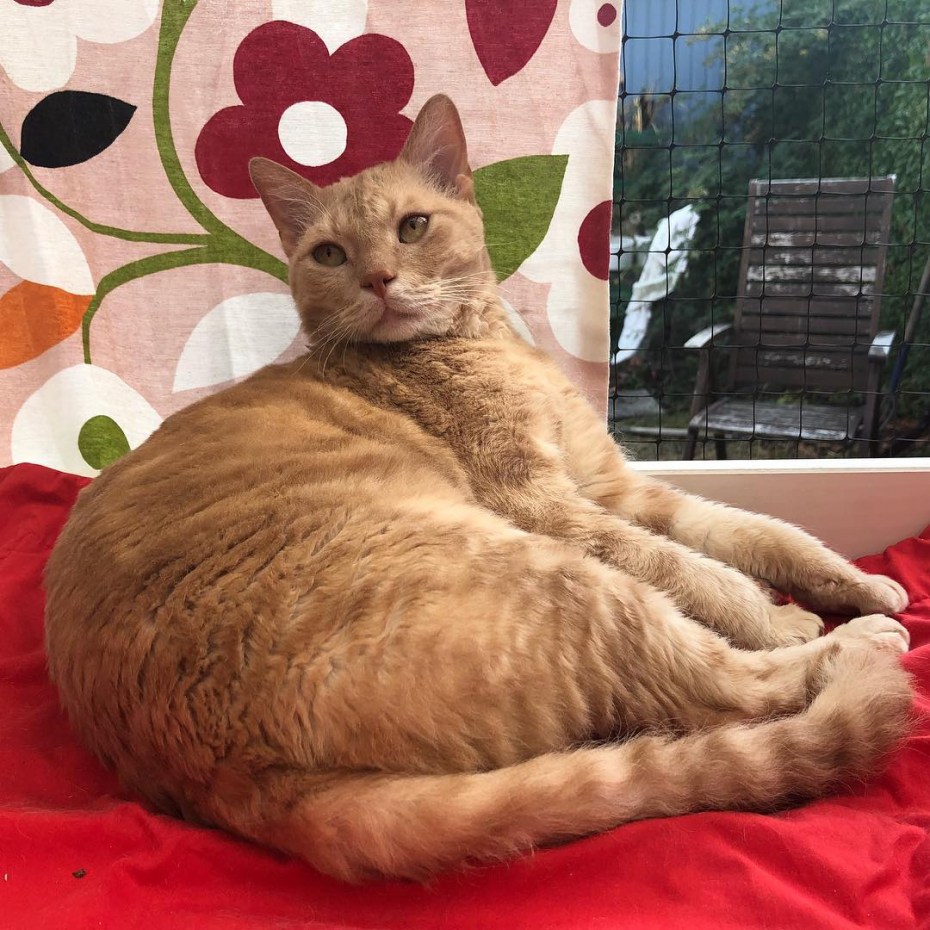 Уличный кот на белом фоне