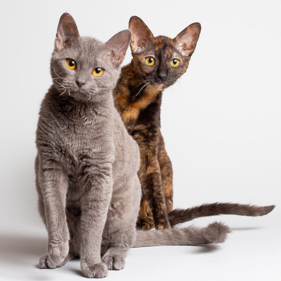 Немецкий рекс кошка