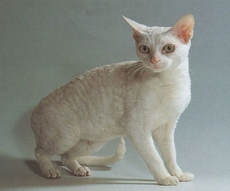 Прусский рекс кошка