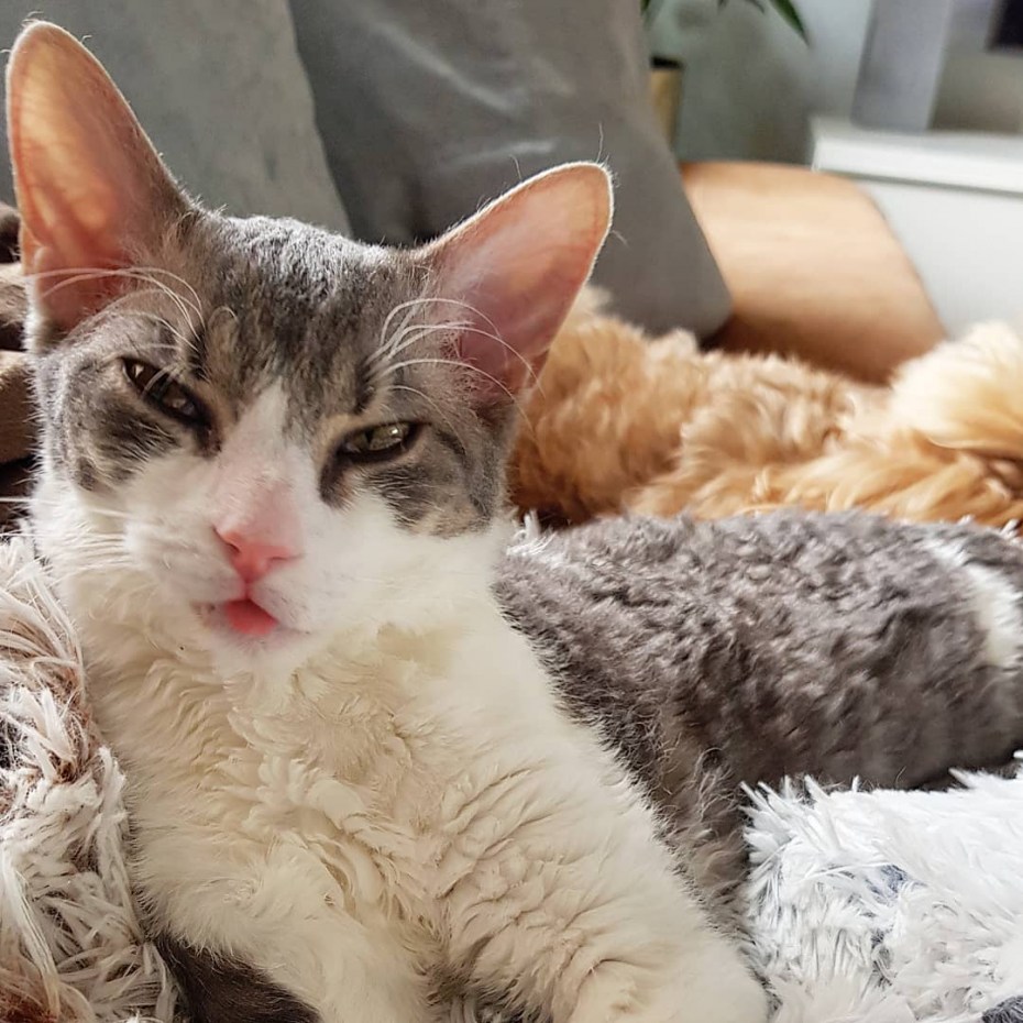 Коты гипоаллергенные Корниш рекс