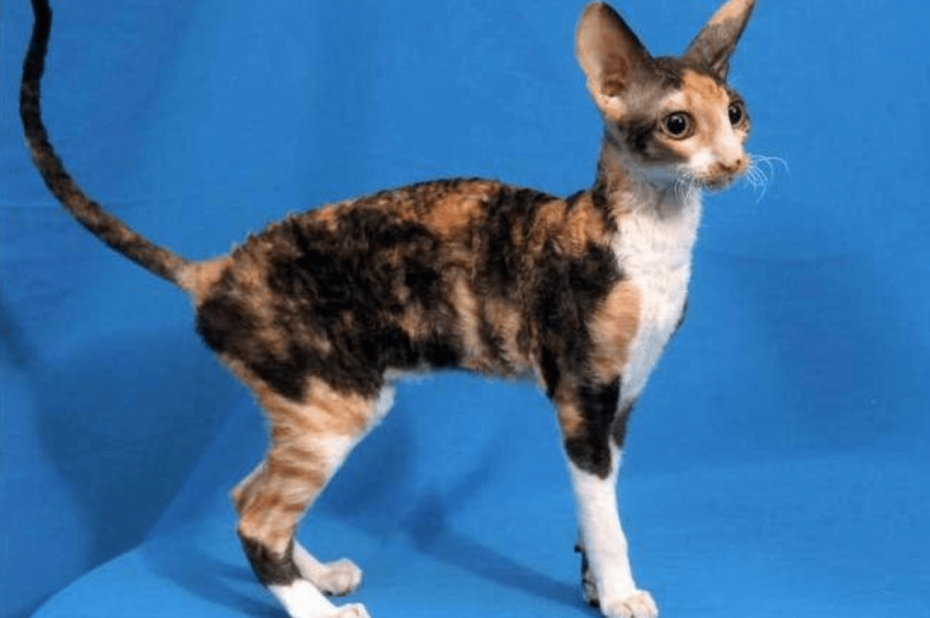 Немецкий Корниш рекс