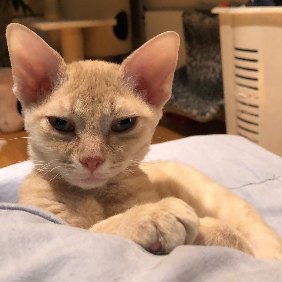 Уральский рекс кошка фото и цена