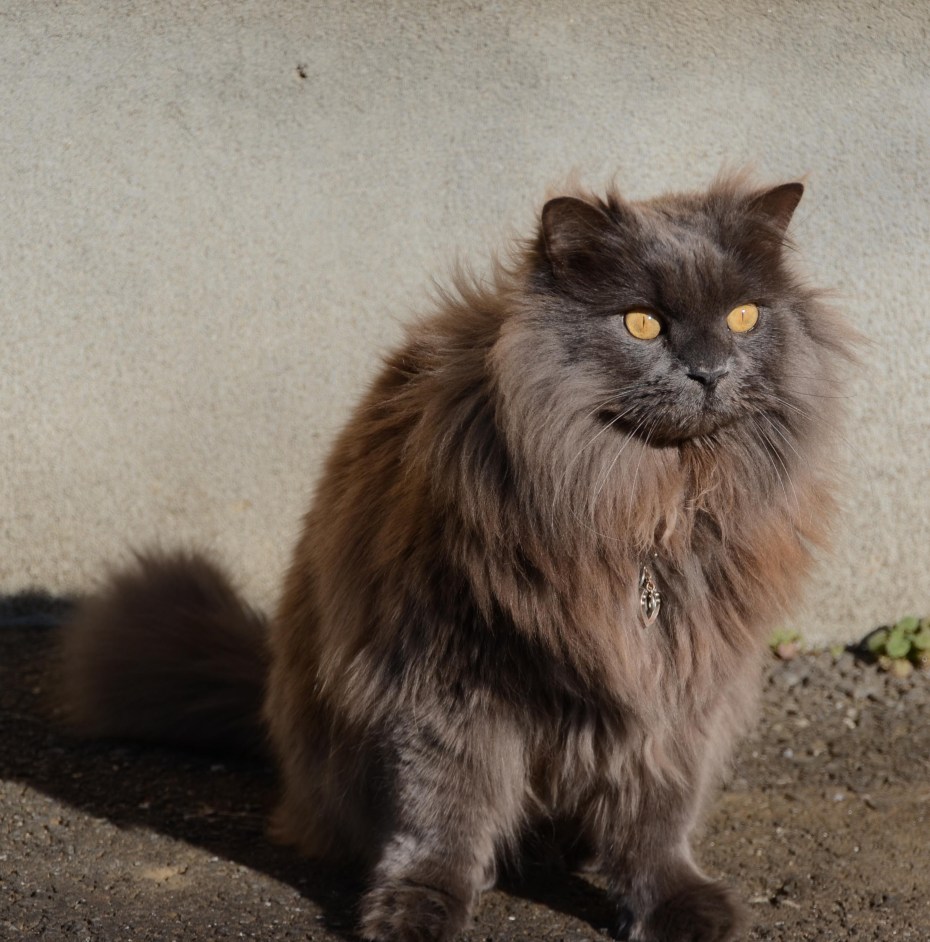 Кимрик кошка