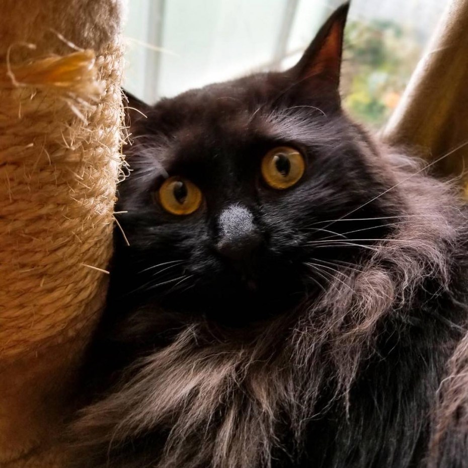 Шантиль кошка