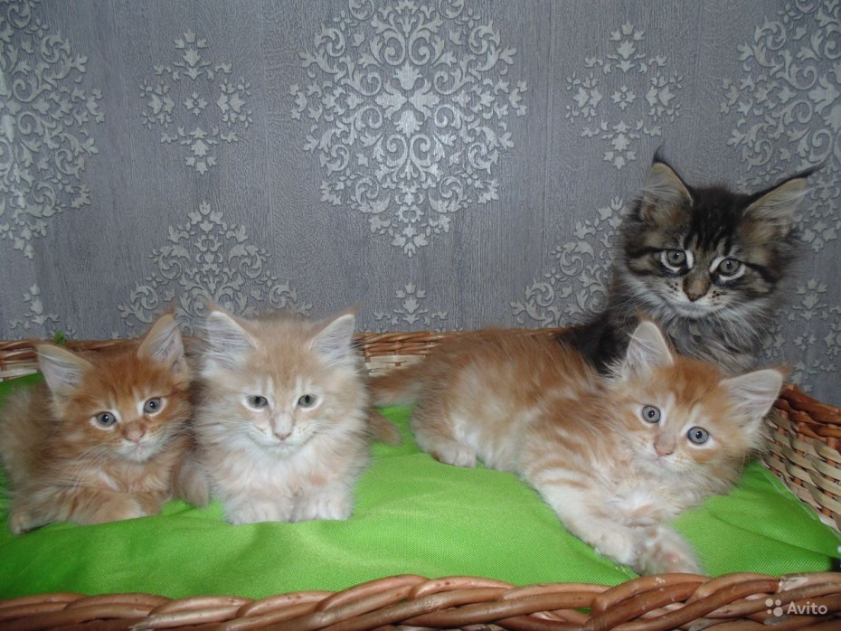 Рыжий кот Мейн кун