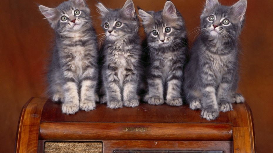 Четверо котят