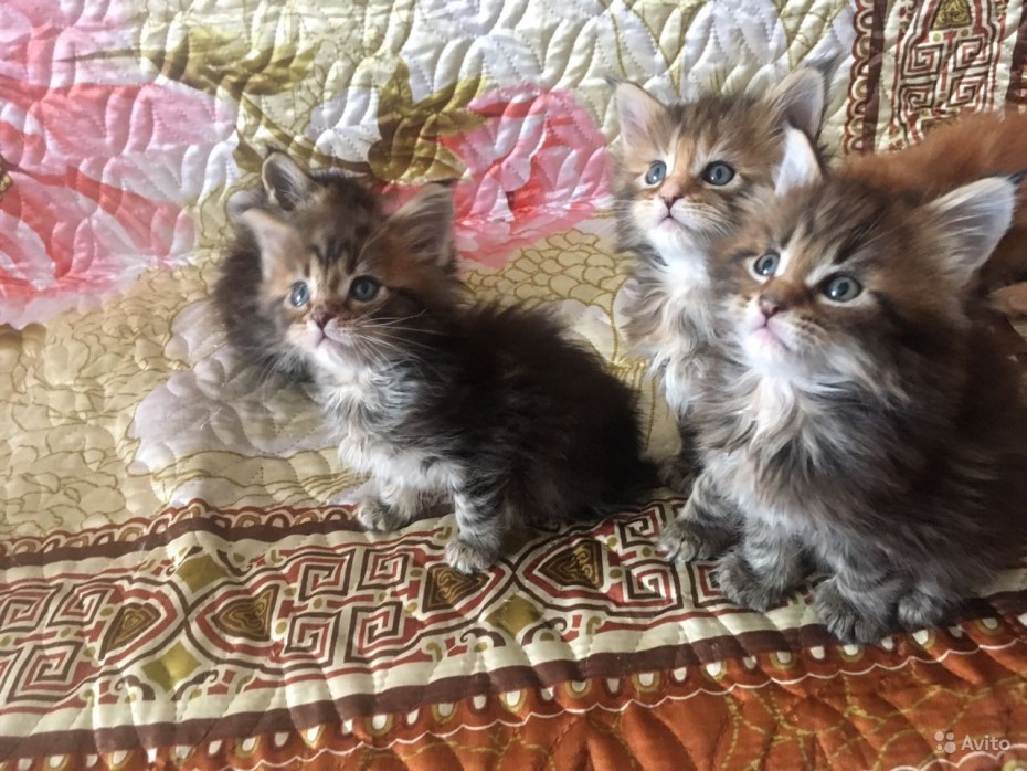 Купить Мейн-куна в Москве недорого котёнка родившегося 15 мая