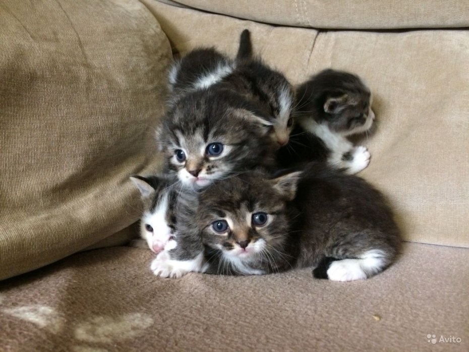 Котенок Мейн куна и обычной кошки