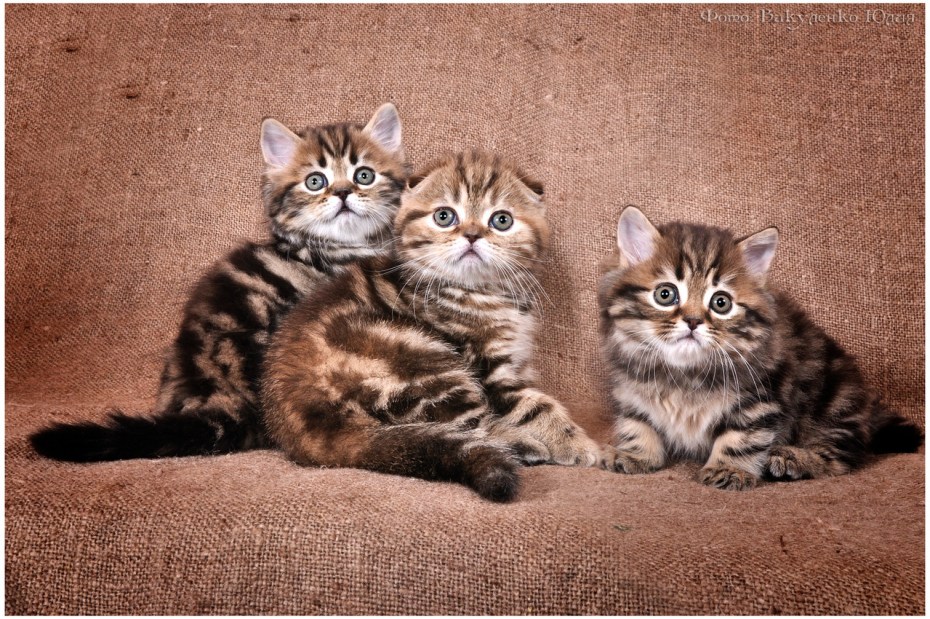 Котики породистые Мейн куны