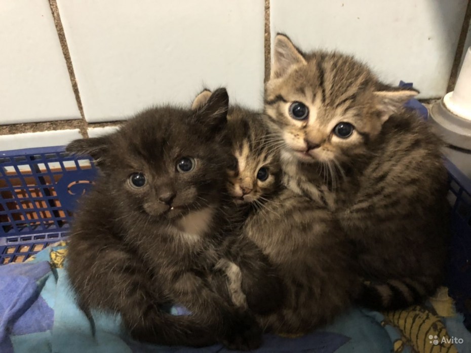 Рыжий котёнок