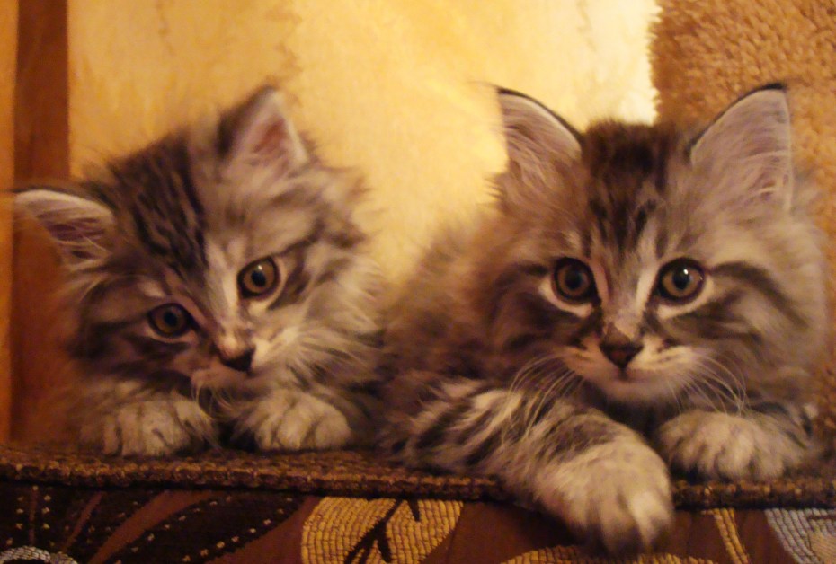 Котята Мейн куна