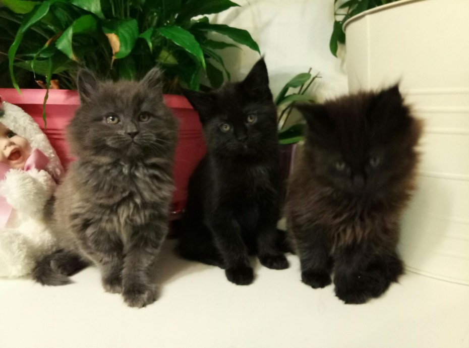 Кошка Мейн кун с котятами