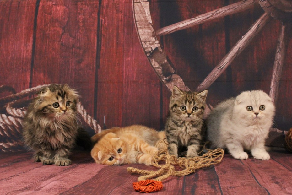 Кот Мейн кун маленький