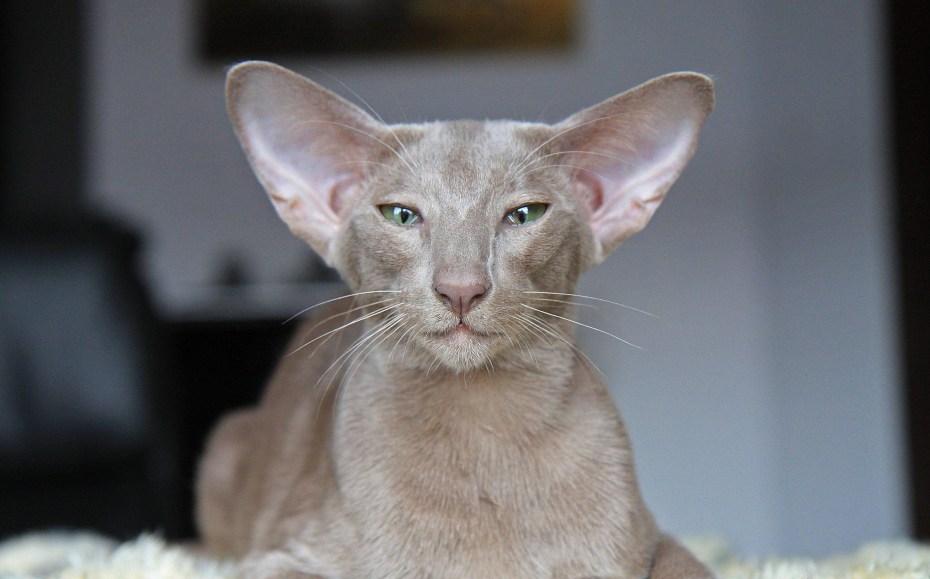 Кот породы Ориентал