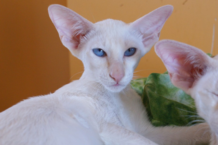 Коты ориенталы грузины