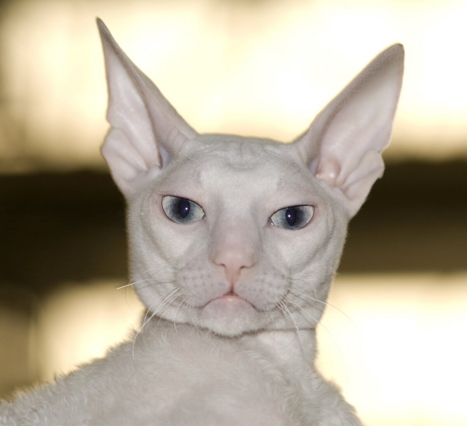 Ориентальная кошка котята
