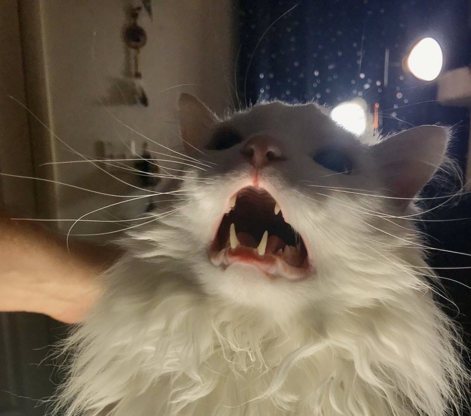 Орущий белый кот