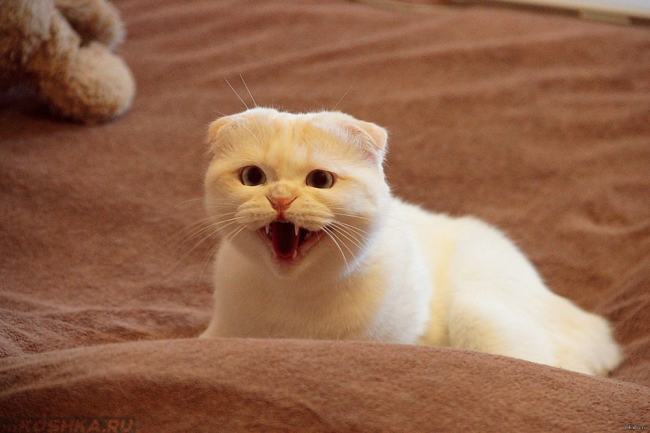 Белый котенок мяукает