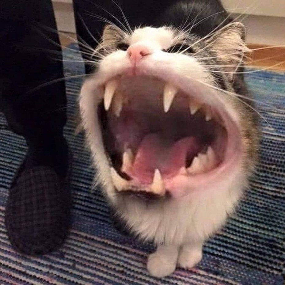 Орущие коты