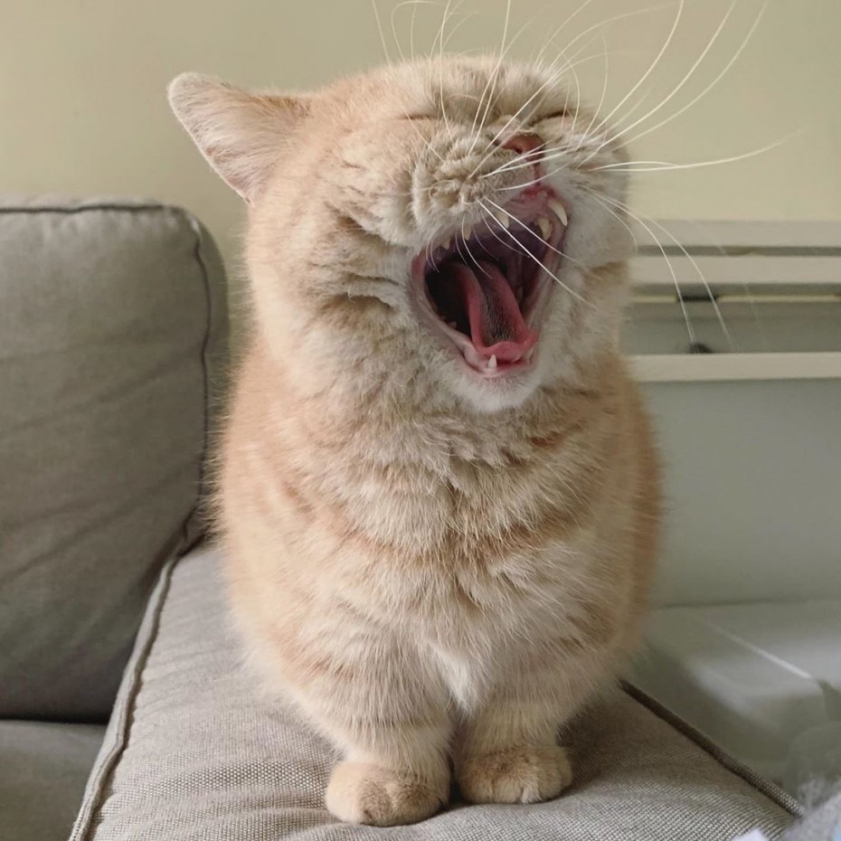 Смешные морды котов