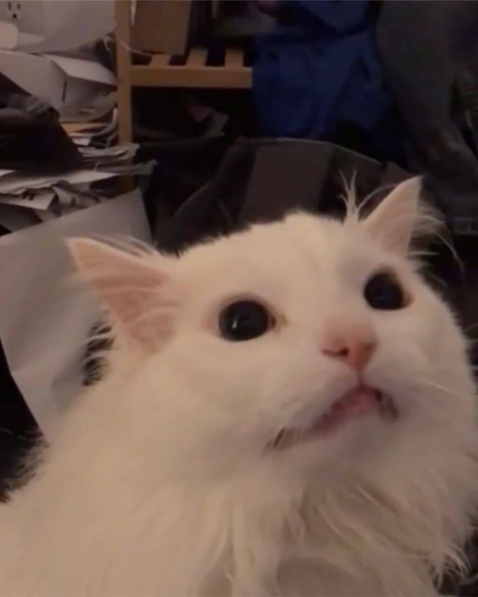 Орущий кот Мем