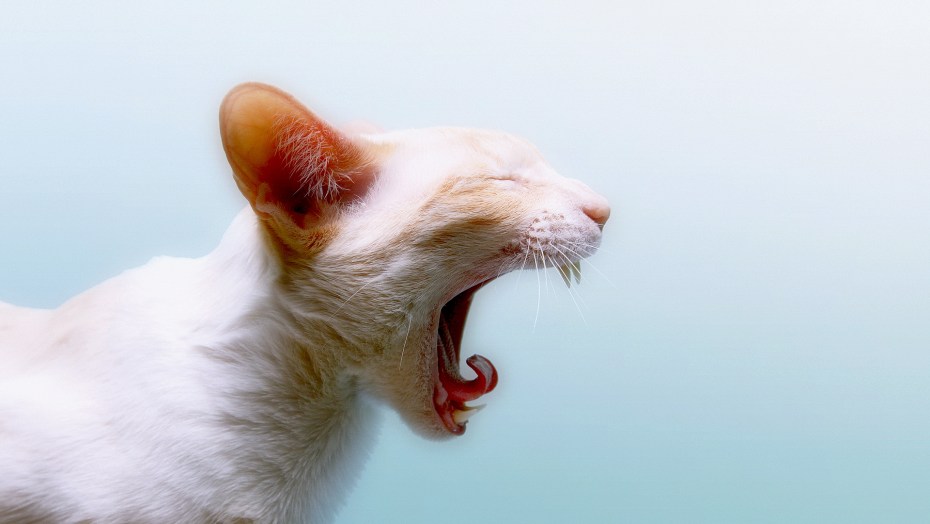 Орущие коты