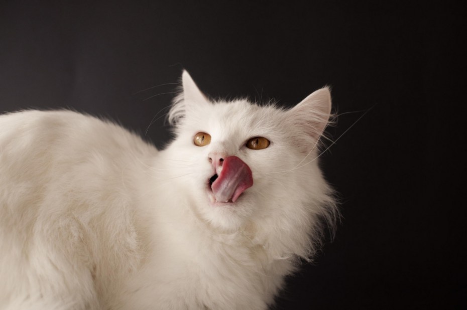 Реклама с белым котом