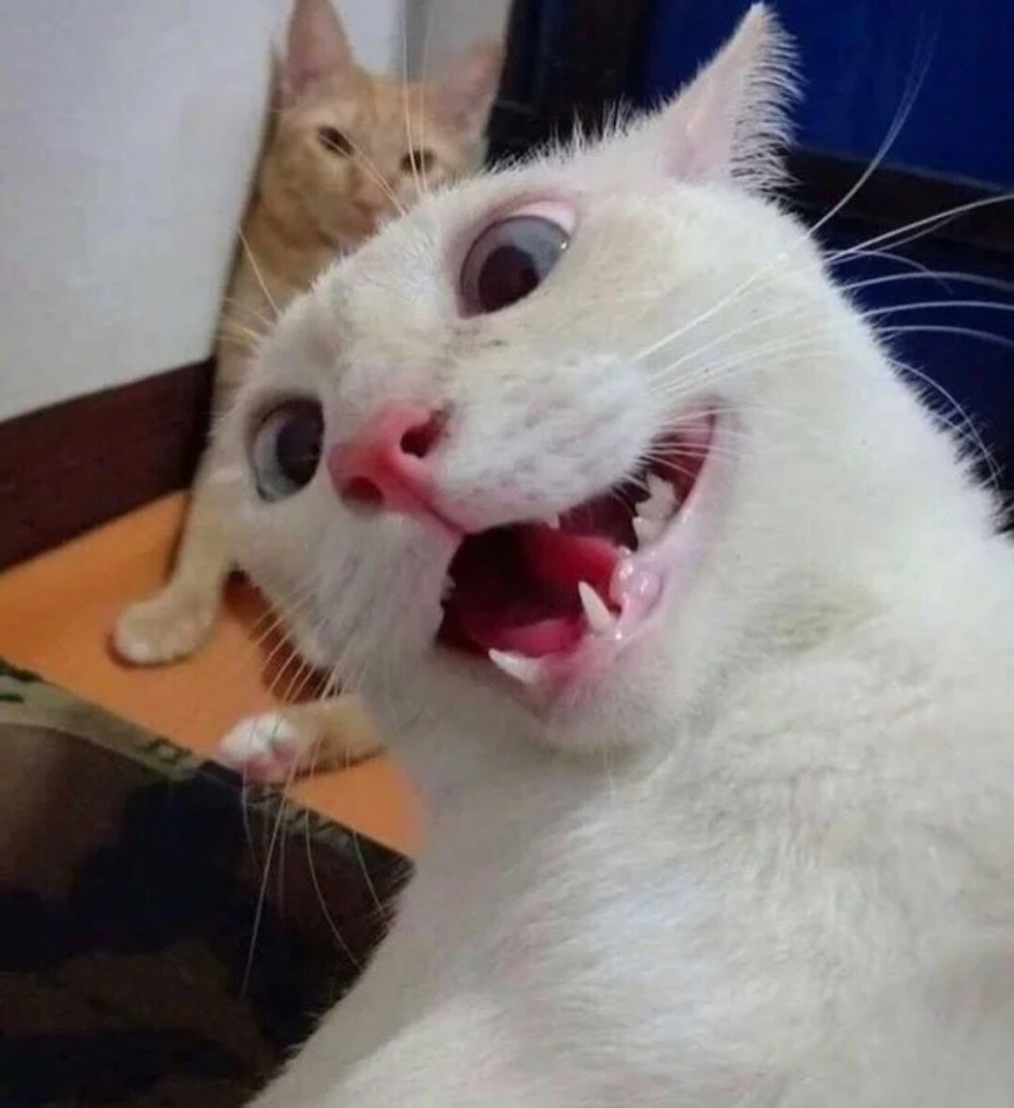 Котик аааа