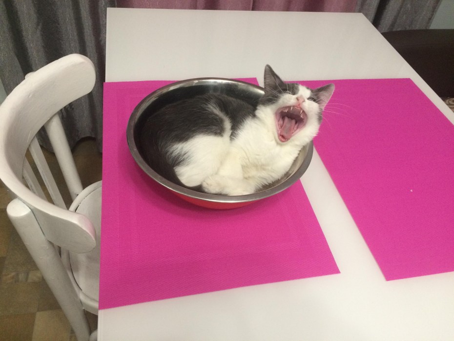 Орущий кот