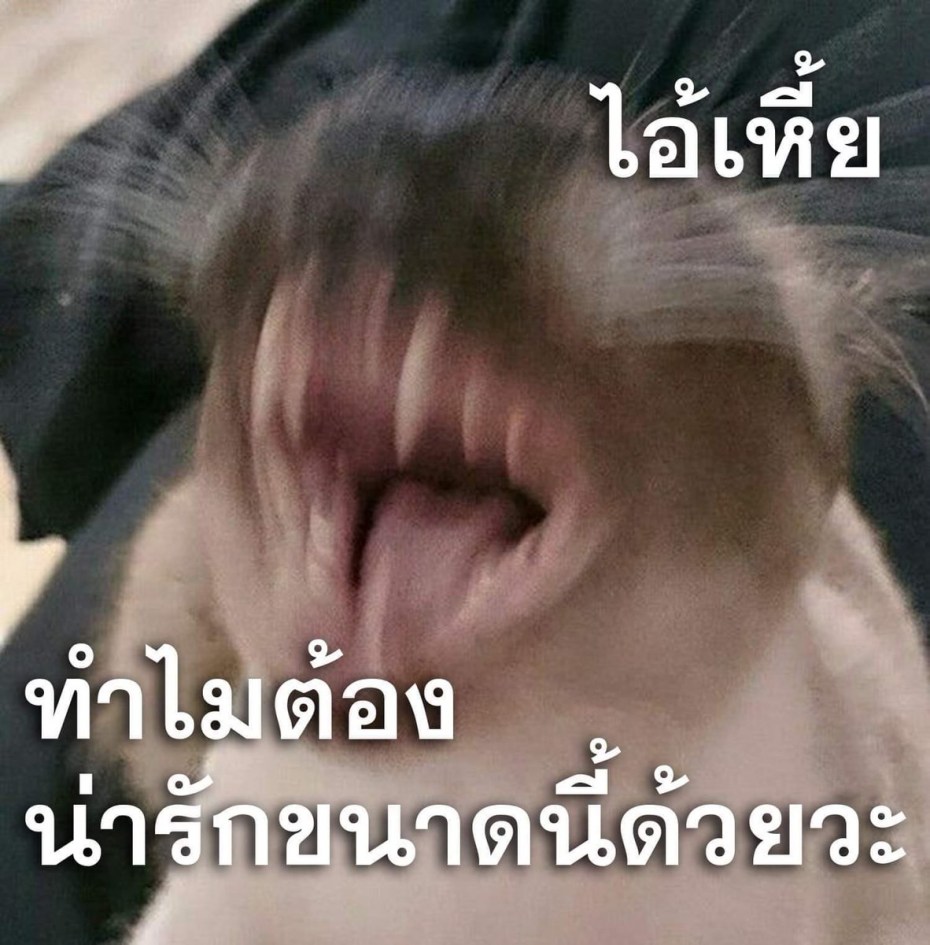 Cats mem Scream