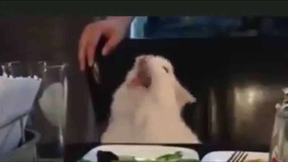 Орущий белый кот Мем