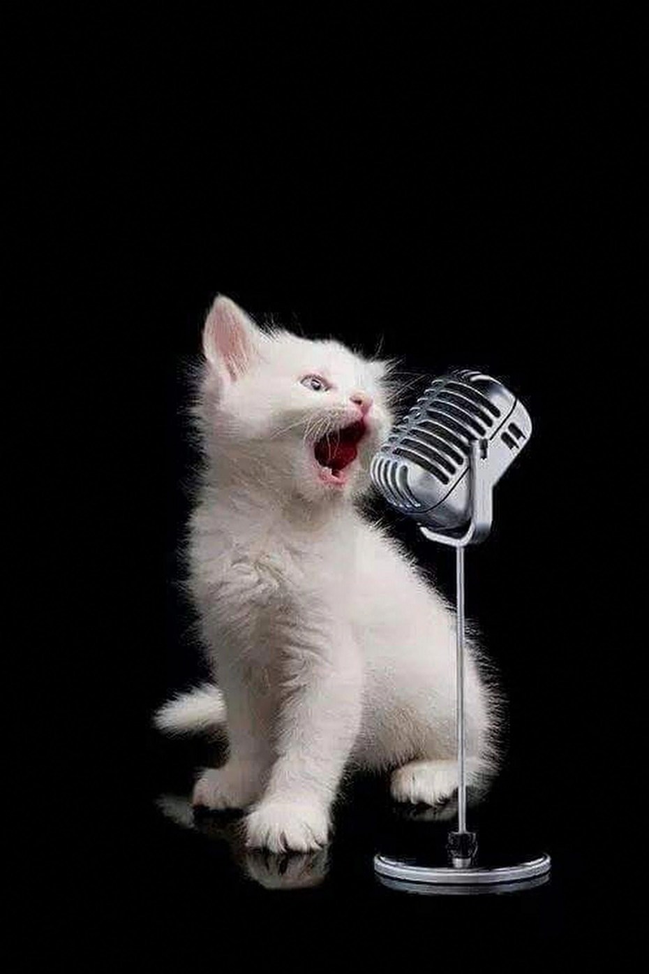 Котик с микрофоном