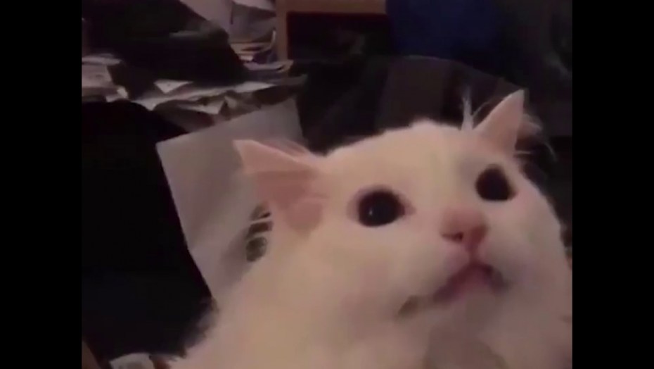 Кот meowww Мем