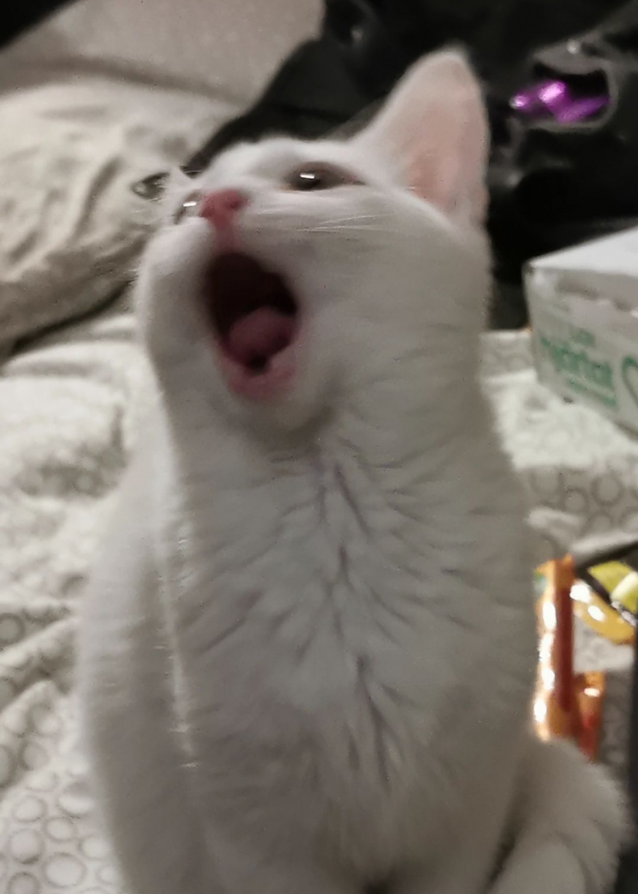 Орущий белый кот Мем