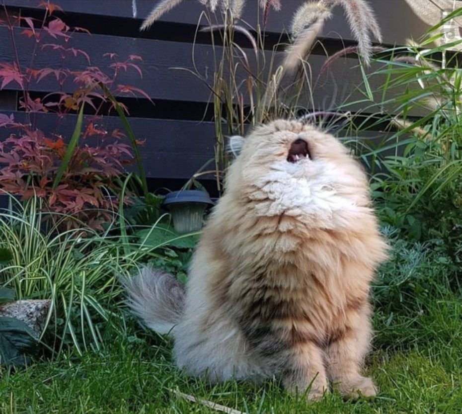Орущий толстый кот