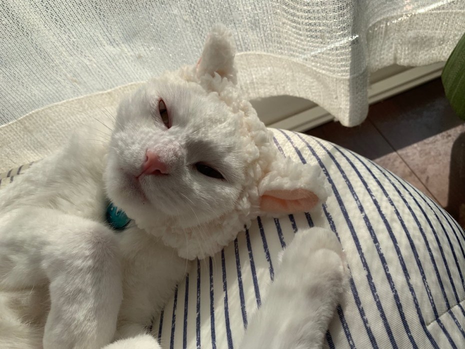 Белый кот умывается