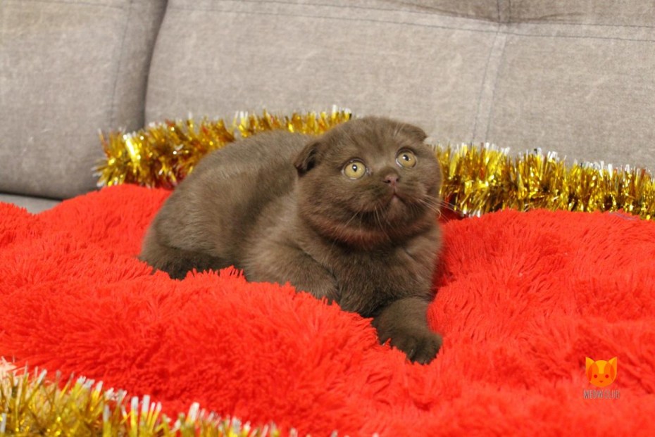 Скоттиш фолд шоколадный