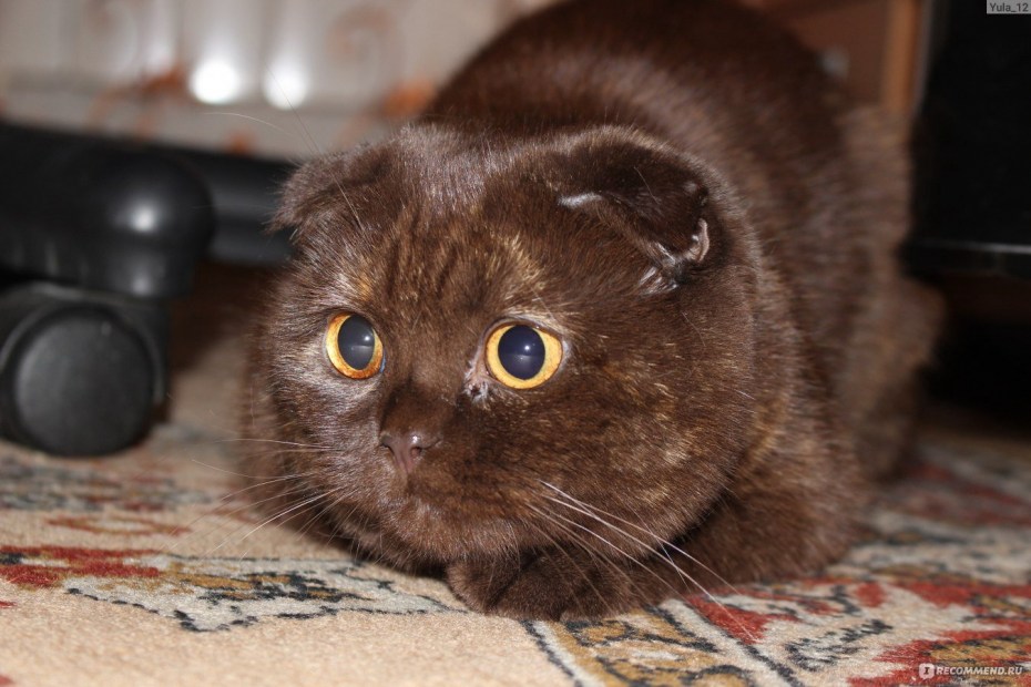 Шотландская вислоухая кошка шоколадная