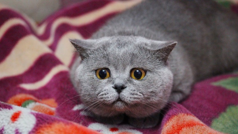 Шотландский скоттиш страйт
