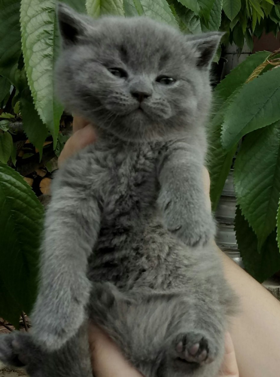 Шотландская короткошёрстная кошка