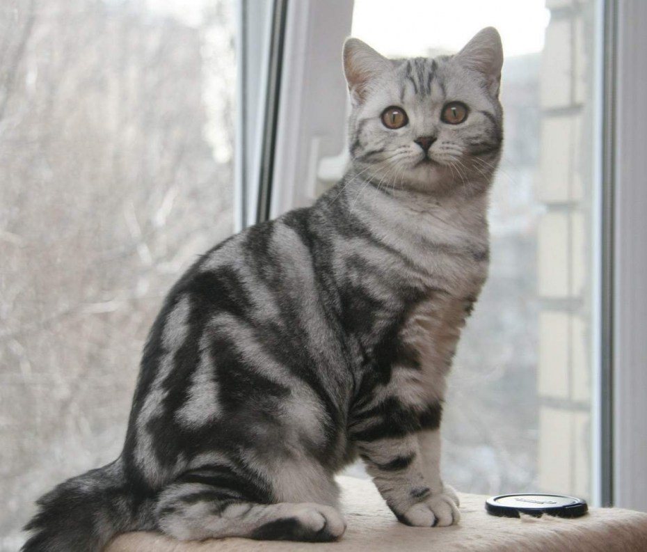 Шотландский скотчстрайд