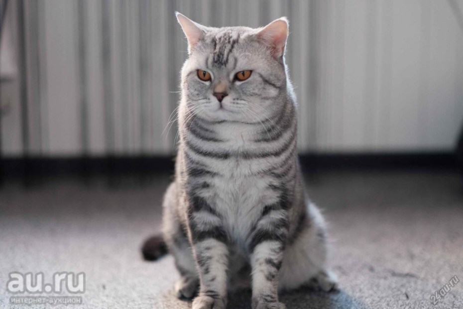 Шотландская кошка прямоухая