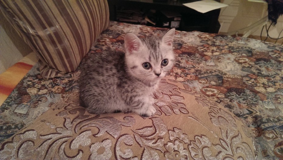 Шотландская прямоухая кошка британка